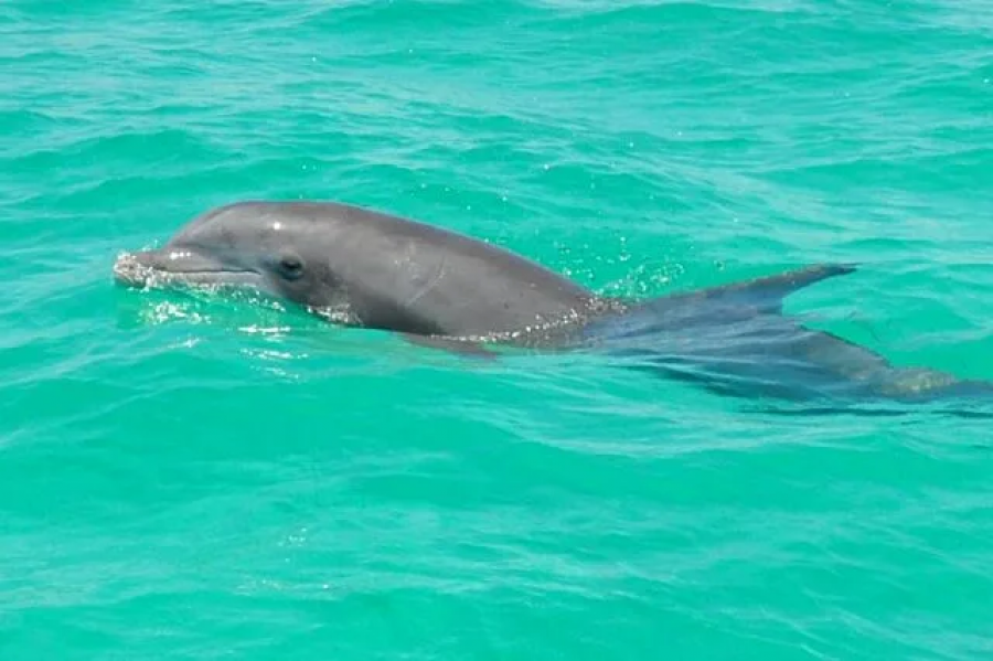 Delfín. Foto cortesía de la Comisión de Conservación de Pesca y Vida Silvestre de Florida