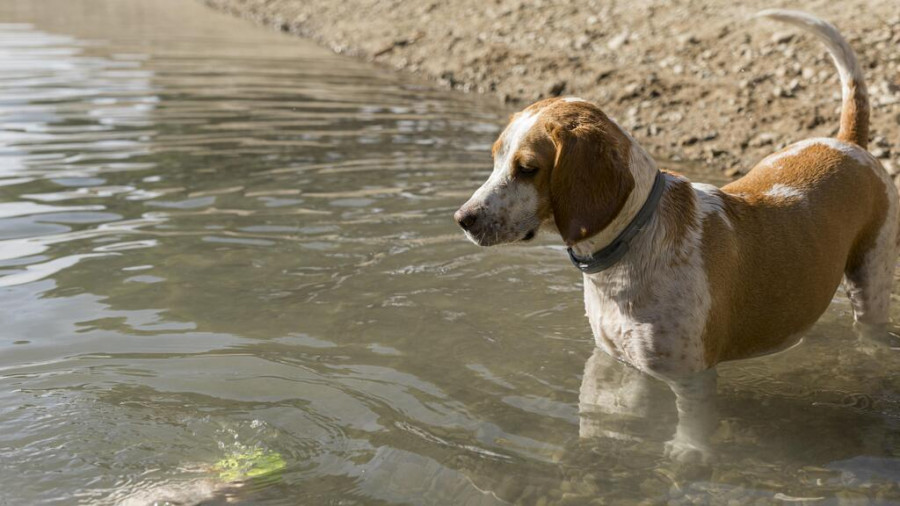 Perro en un lago