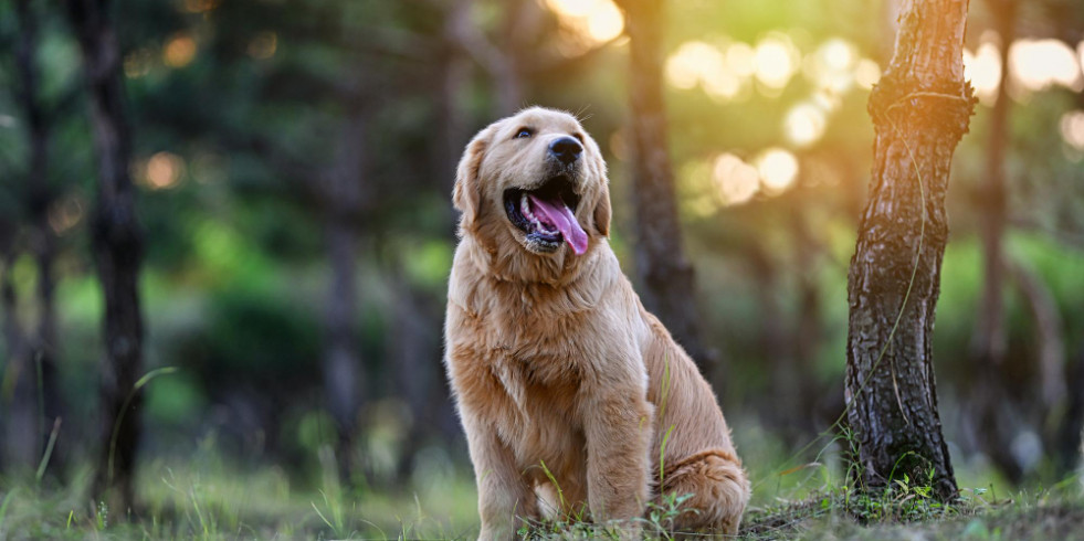 Un estudio disipa el mito de que los perros de raza pura son más propensos a tener problemas de salud