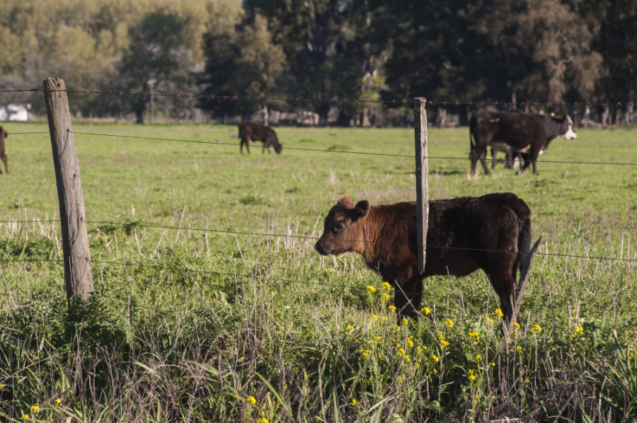 Vacas campo