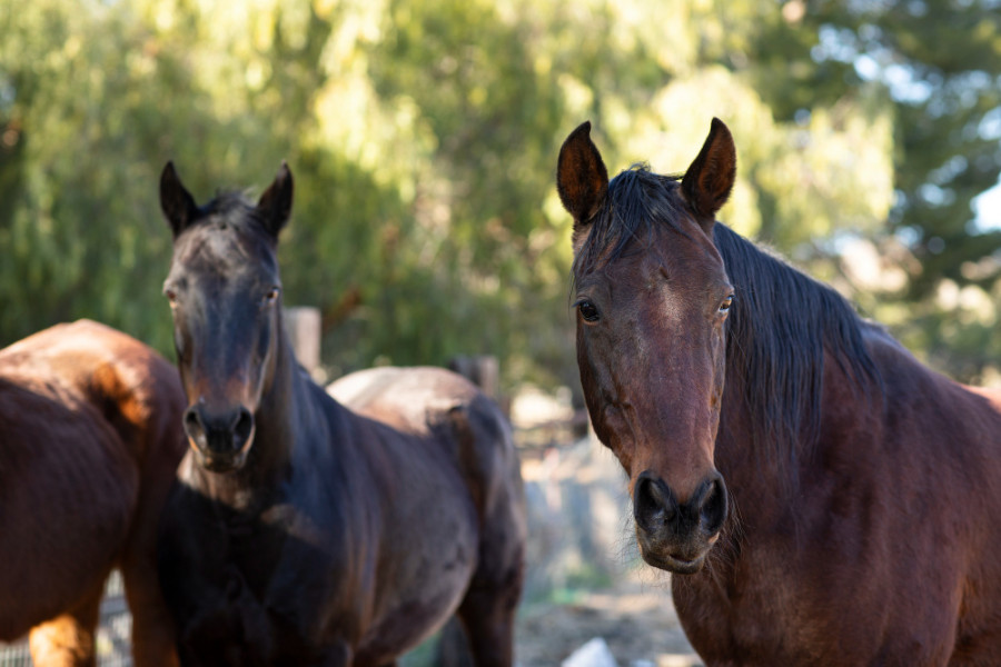 Caballos