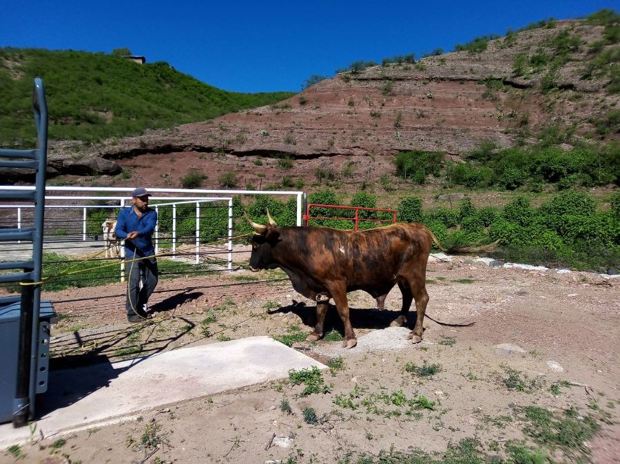 toros mexico