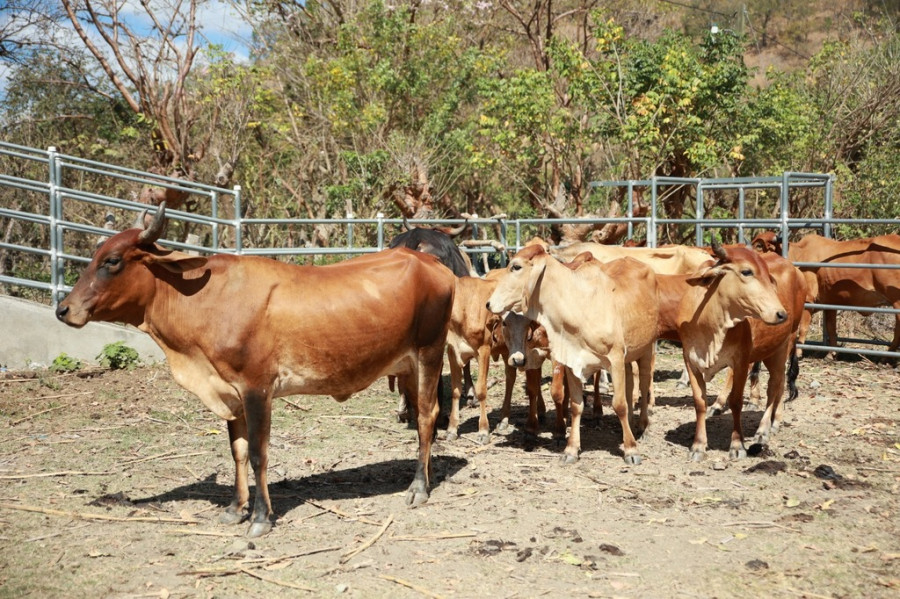 Casos de brucelosis en bovinos Guatemala