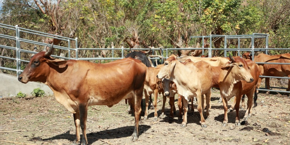 Guatemala reduce los casos de brucelosis en bovinos un 86 % en el último año