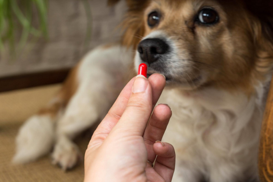 Perro pastilla