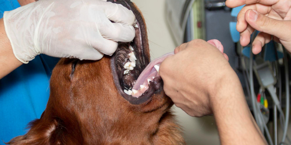 Identifican biomarcadores salivales para distinguir tumores orales malignos en perros