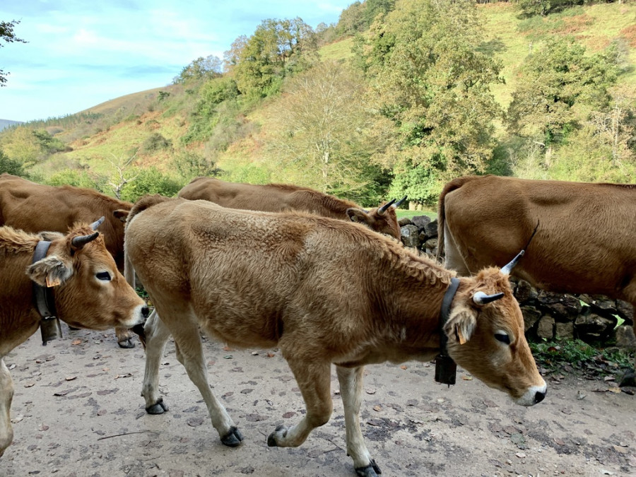 Ganado vacas