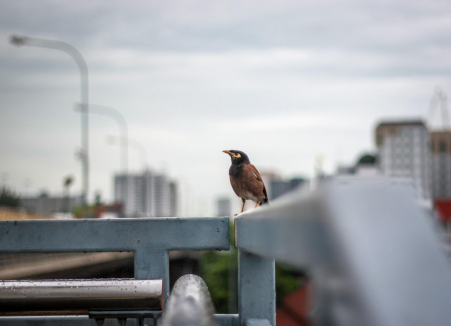 Pájaro ciudad