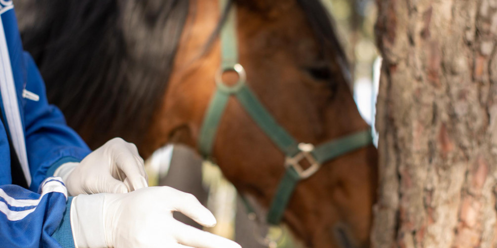 Veterinarios españoles plantean una nueva técnica para la extracción de dientes en caballos