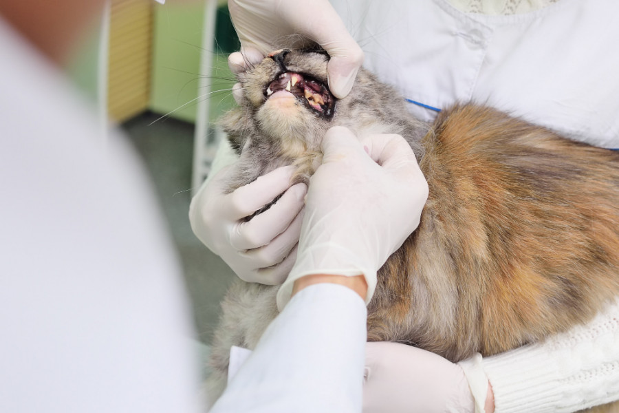 Dientes gato veterinario