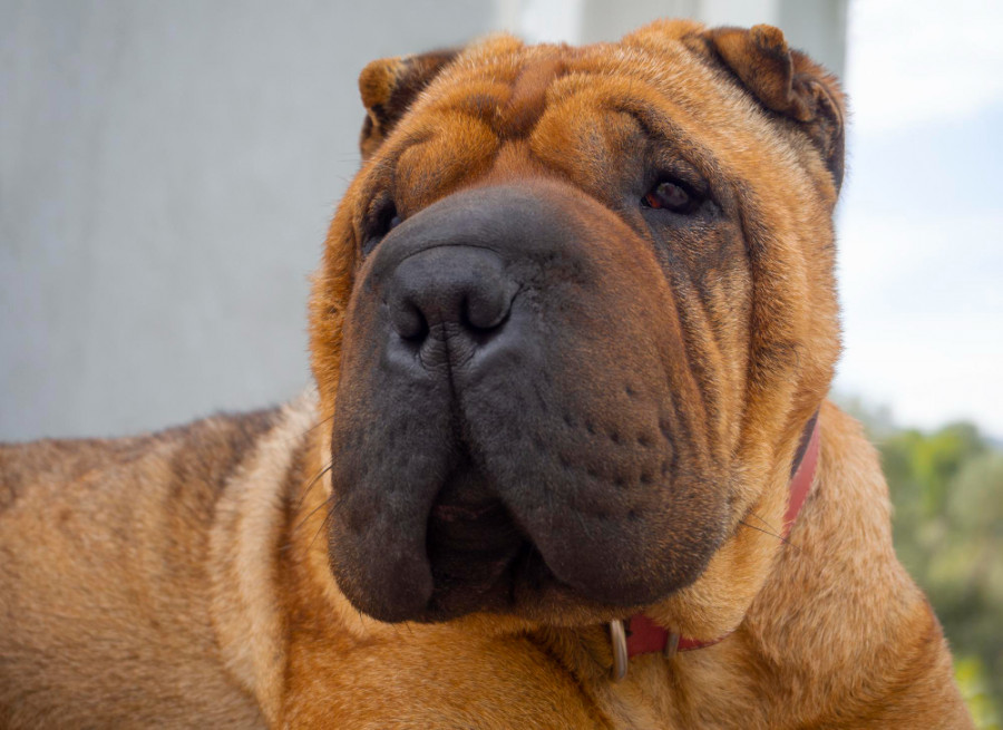 Shar pei