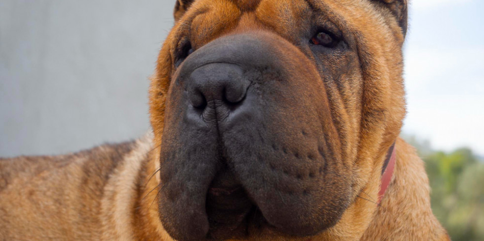 Alertan de una extraña complicación derivada de la resonancia magnética en perros de raza Shar-Pei