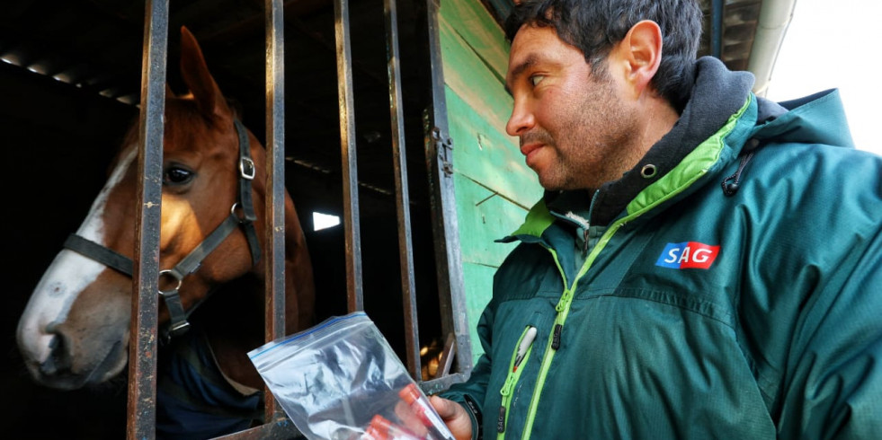 Chile continúa con el muestreo masivo en el centro hípico de Santiago para detectar anemia infecciosa equina