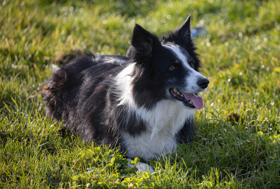 Border collie