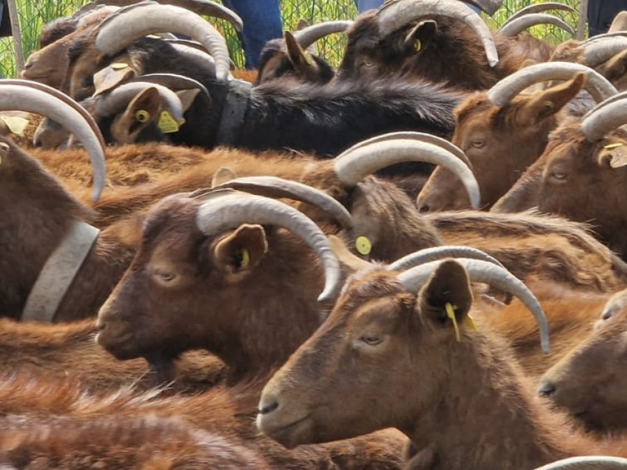 Razas autóctonas Asturias