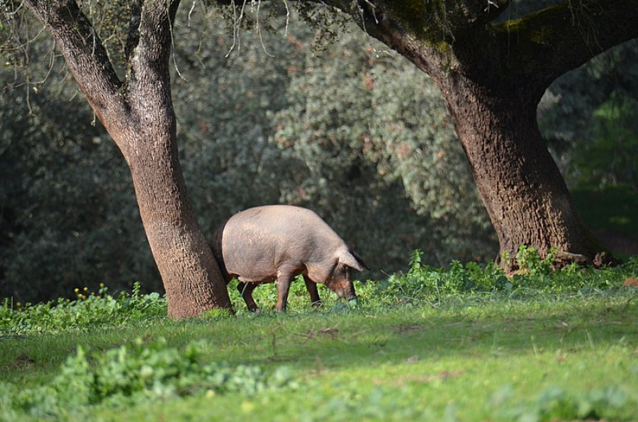 Cerdo ibérico