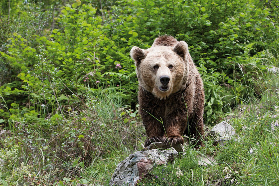 Oso pardo fundación oso asturias