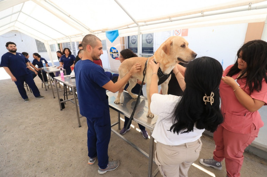 Campaña Nacional de Vacunación Antirrábica Canina y Felina 2024