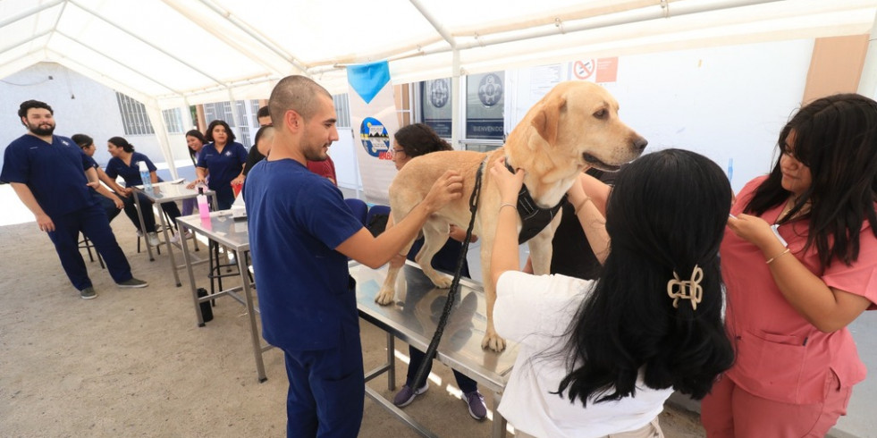 Participan estudiantes de Baja California Sur en la Campaña Nacional de Vacunación Antirrábica Canina y Felina