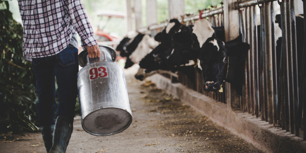 Demuestran que la pasteurización inactiva los virus de la gripe H5N1 en la leche de vaca y la hace segura