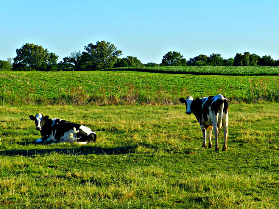 Vacas