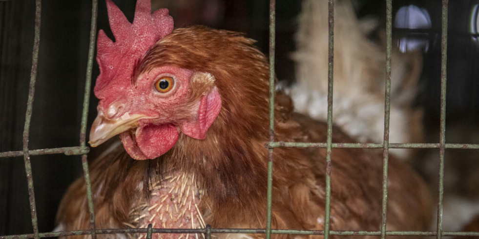 El orégano tiene un efecto beneficioso y protector contra la salmonelosis en aves de corral