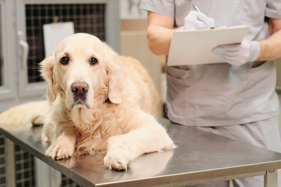 Perro veterinaria