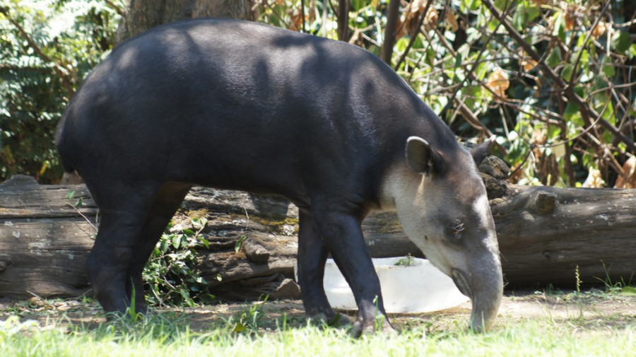 Tapir centroamericano