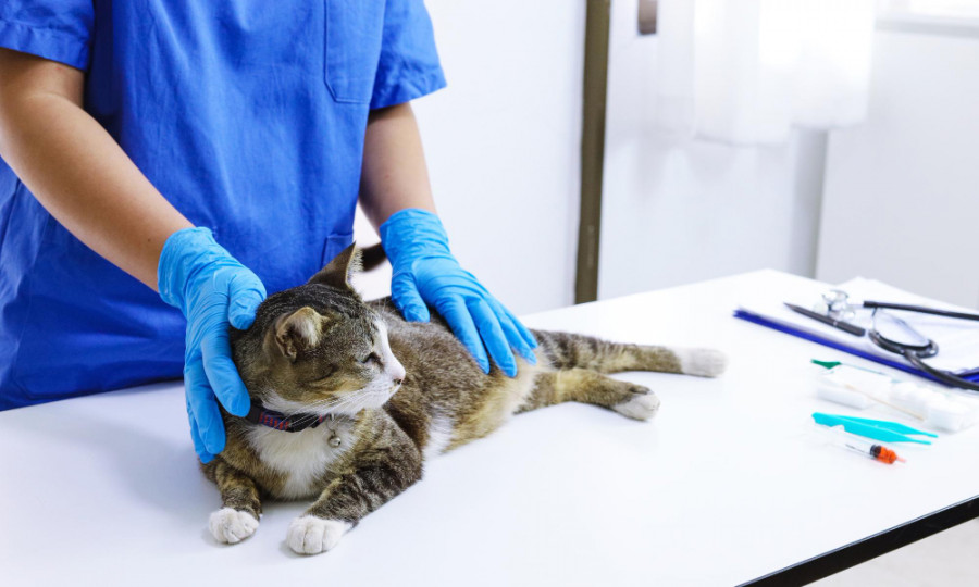 Gato veterinario (5)