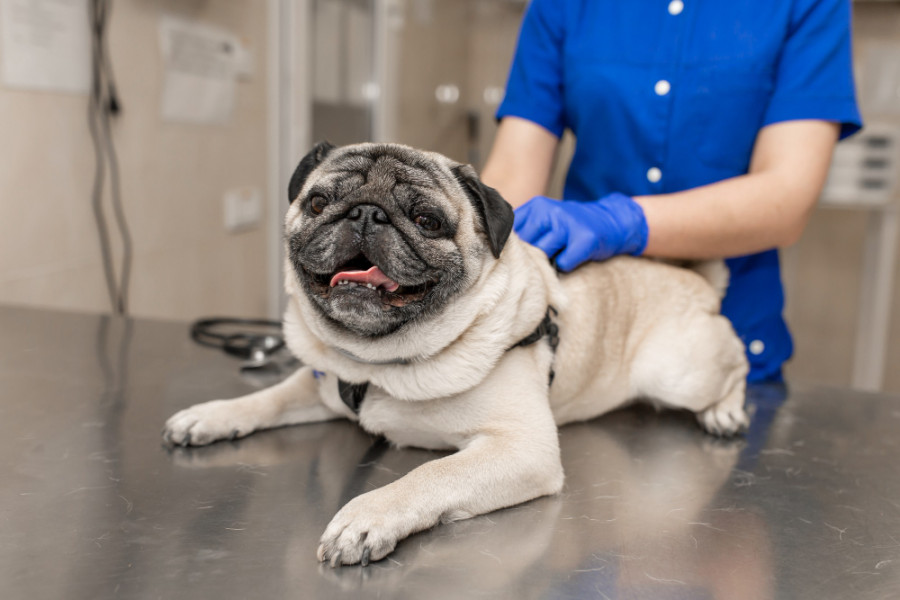 Carlino veterinario