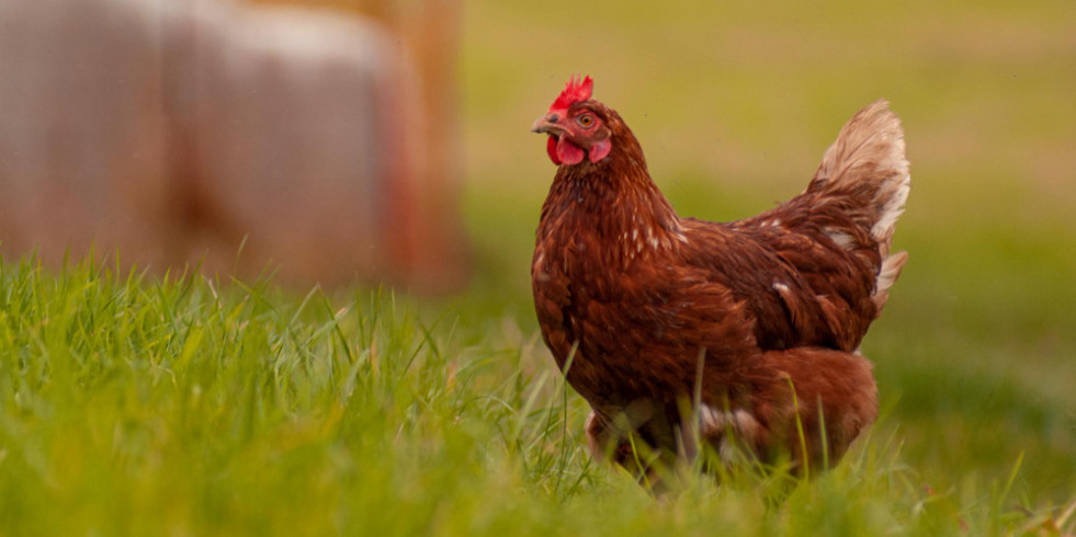 Detectan nuevos casos de tifosis aviar en aves de corral en México, una enfermedad erradicada