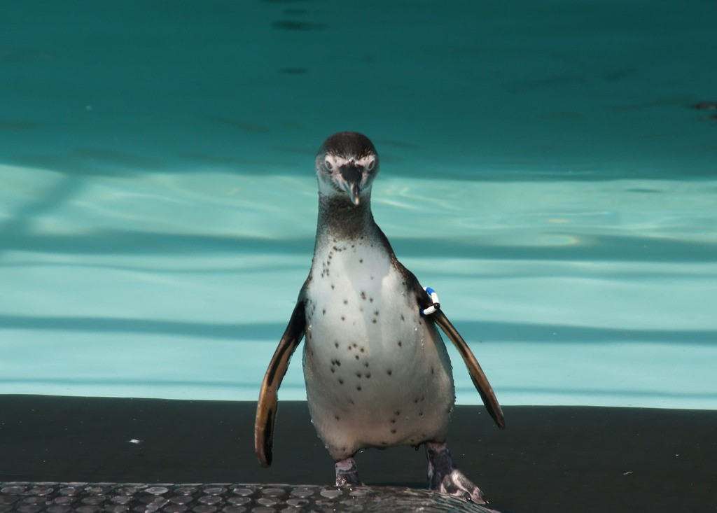 Pingüino de Humboldt