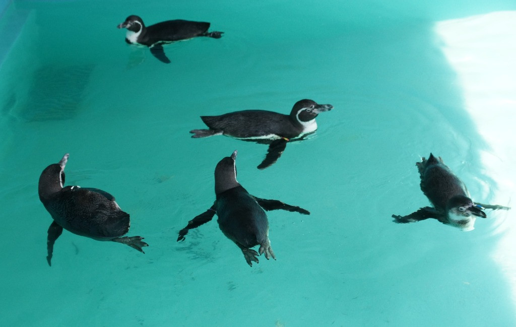 Pingüinos de Humboldt