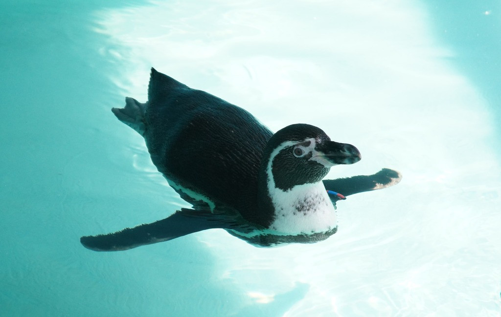 Pingüino de Humboldt