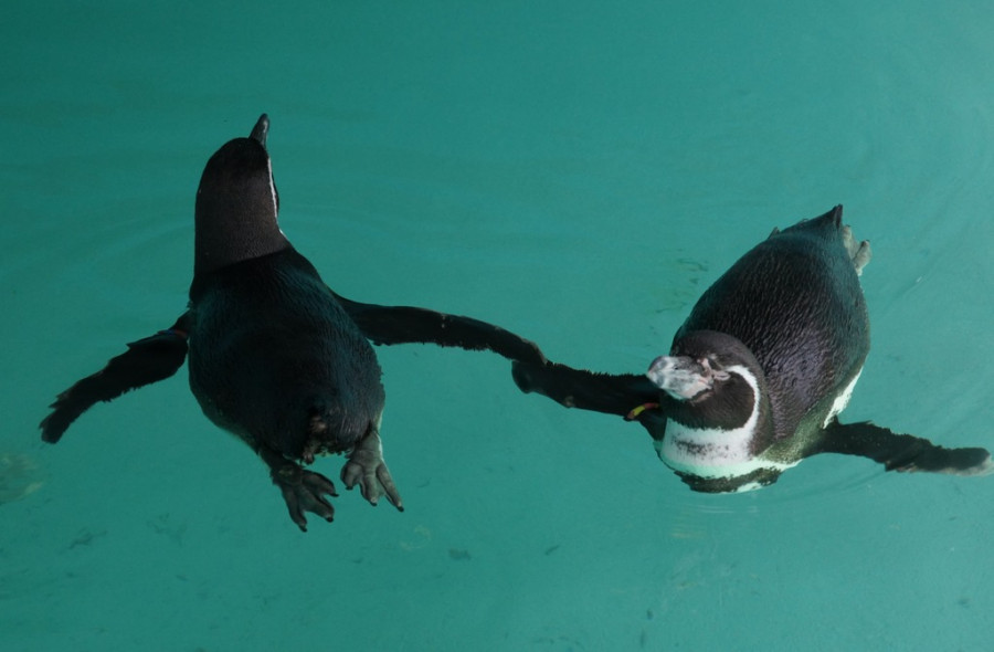 Pingüinos de Humboldt