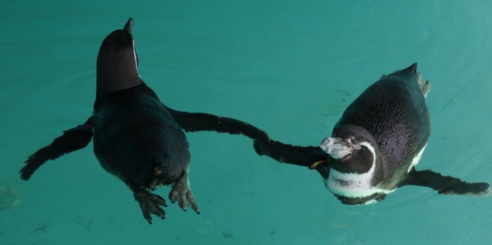 Trasladan con éxito a ejemplares de pingüino de Humboldt a México por colaboración con Japón