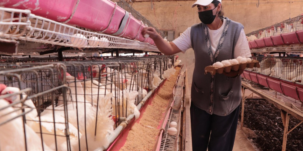 Influenza aviar: Agricultura recuerda que el consumo de carne de pollo y huevo es seguro