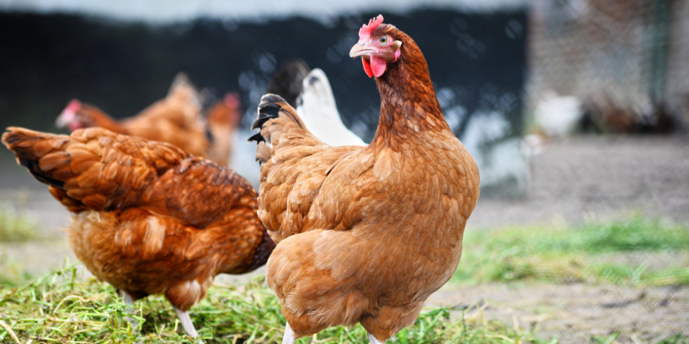 Mexicanos desarrollan un aditivo que perfecciona el uso de energía metabolizable en gallinas de postura