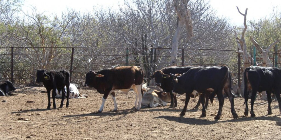 Realizan esfuerzos en Baja California Sur para erradicar a la garrapata boophilus