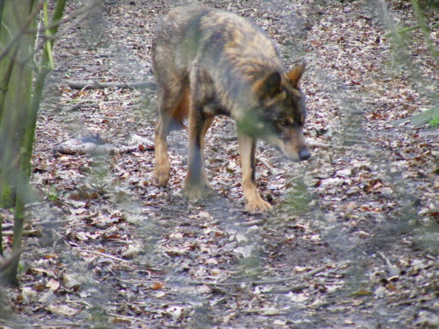 Lobo ibérico