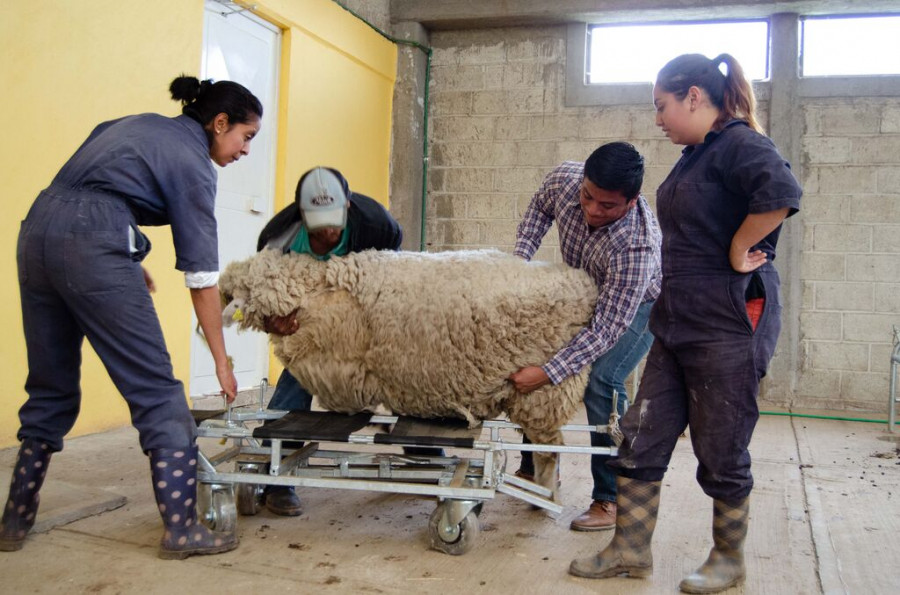 Inseminación artificial ovinos