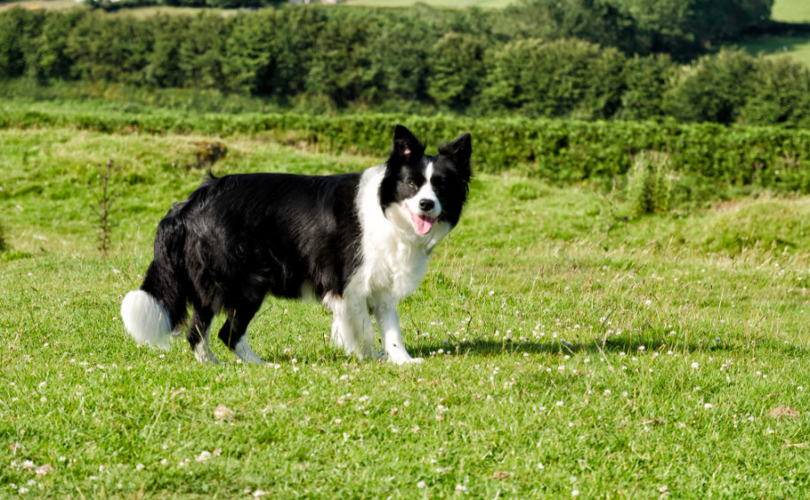 Border collie