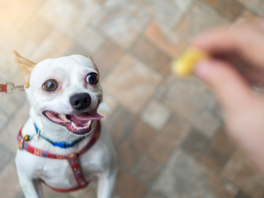 Perro pastilla