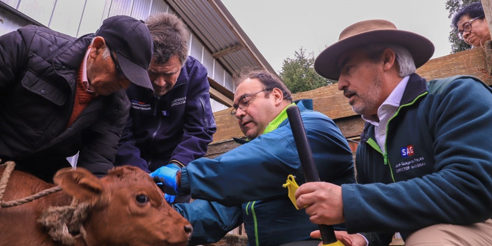 Chile anuncia un plan para erradicar la brucelosis bovina