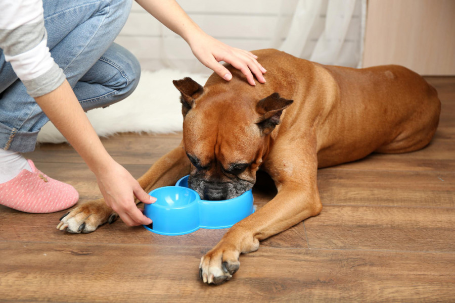 Perro comiendo (2)