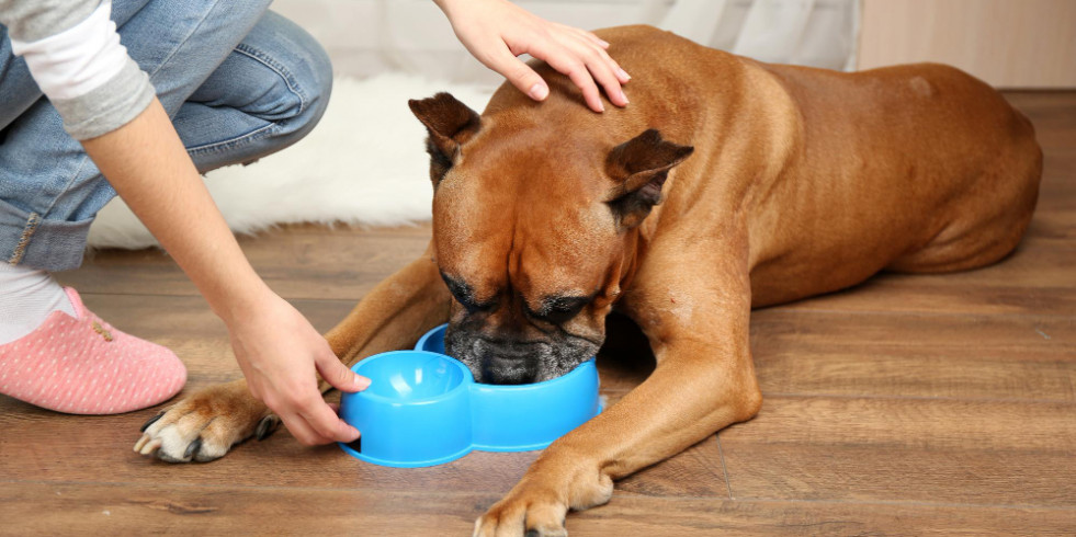 Revelan los resultados del mayor estudio en perros con enteropatía sensible a los alimentos