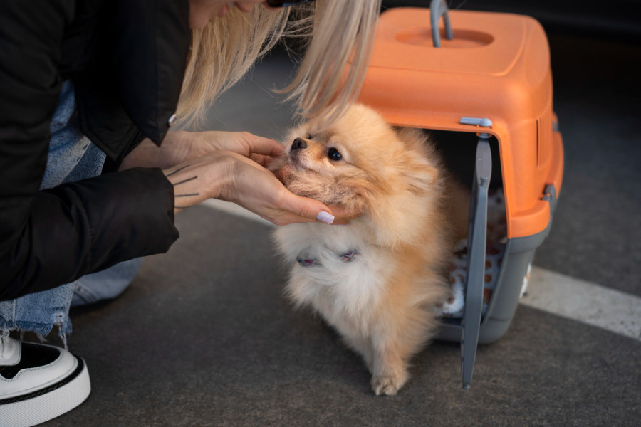 Perro transportín