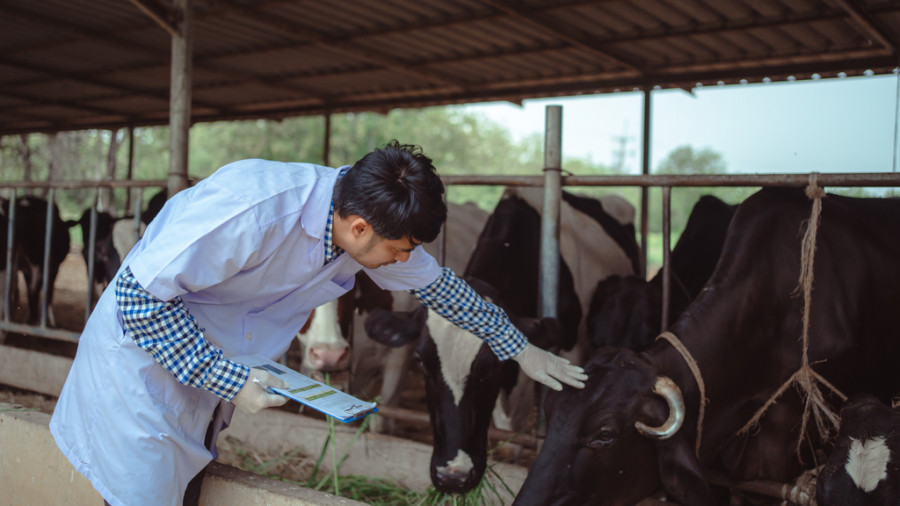 Veterinario ganado