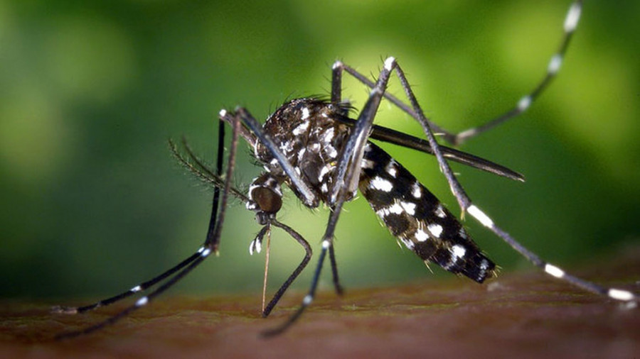 Dengue