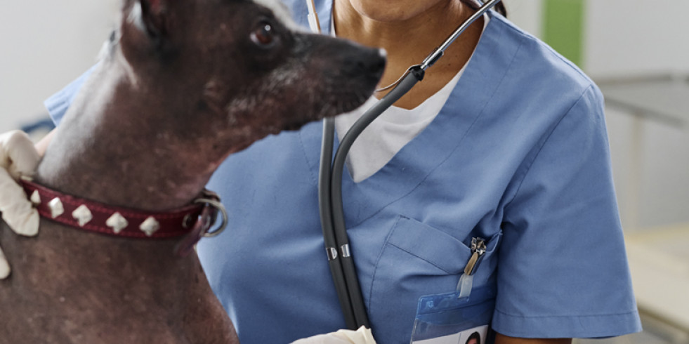 Veterinarios mexicanos desarrollan un modelo para predecir la enfermedad cardiaca en perros infectados por Trypanosoma cruzi